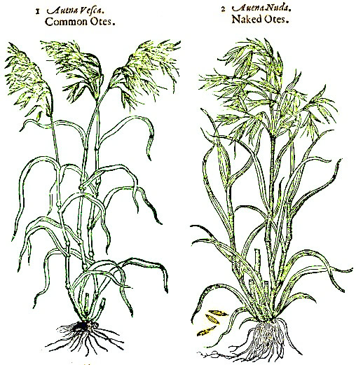 Oat Plants